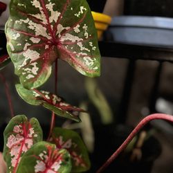 Caladium plants- Many Colors !