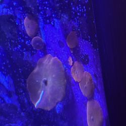 Iron Man Mushroom Aquarium Decorations 