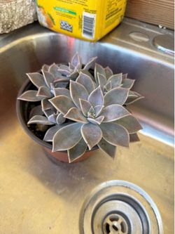 Succulent