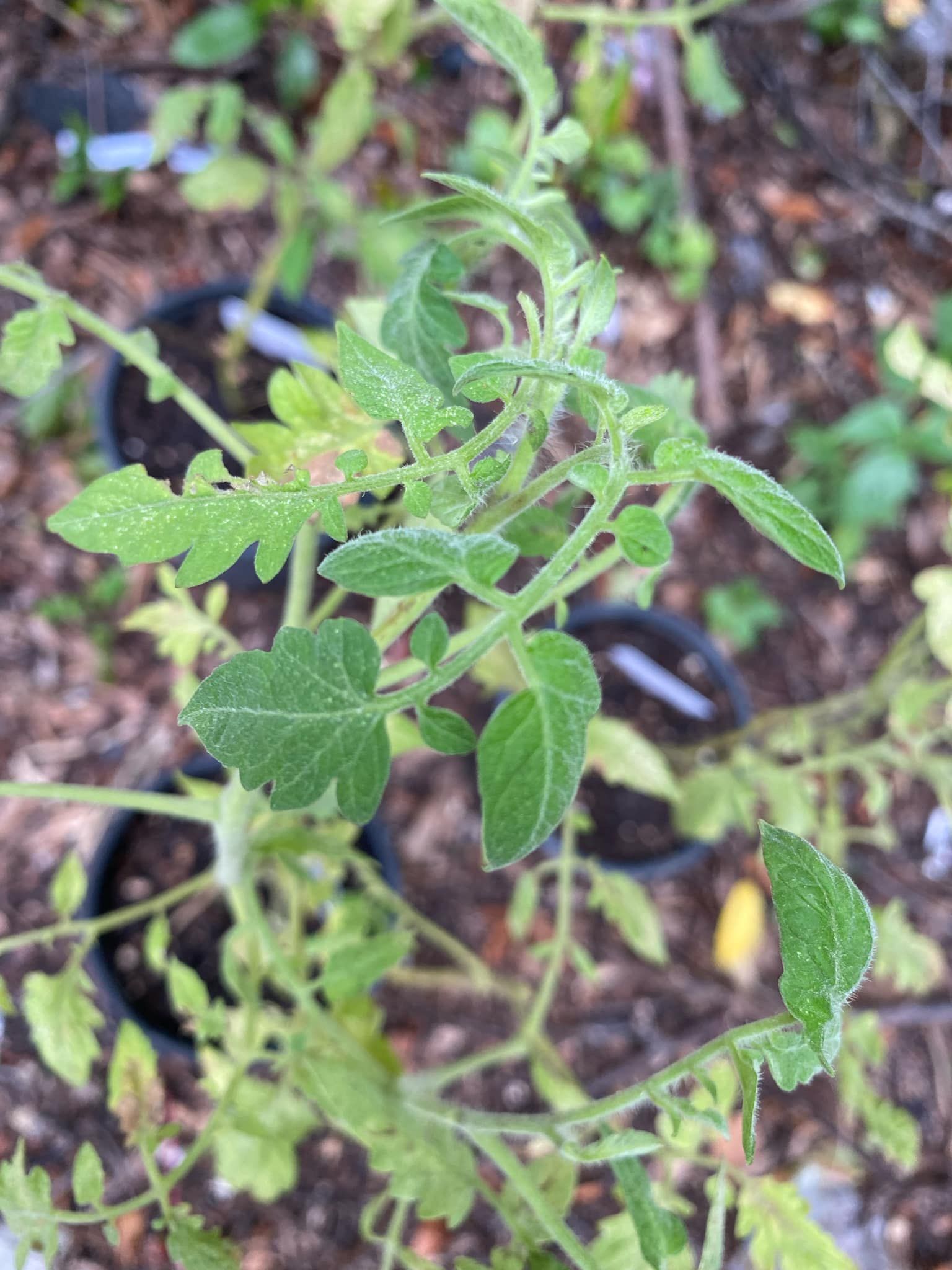 San Marzano Tomato Plants - Organic