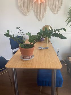 ZZ Plant In Vintage Mexican Terracotta Planter