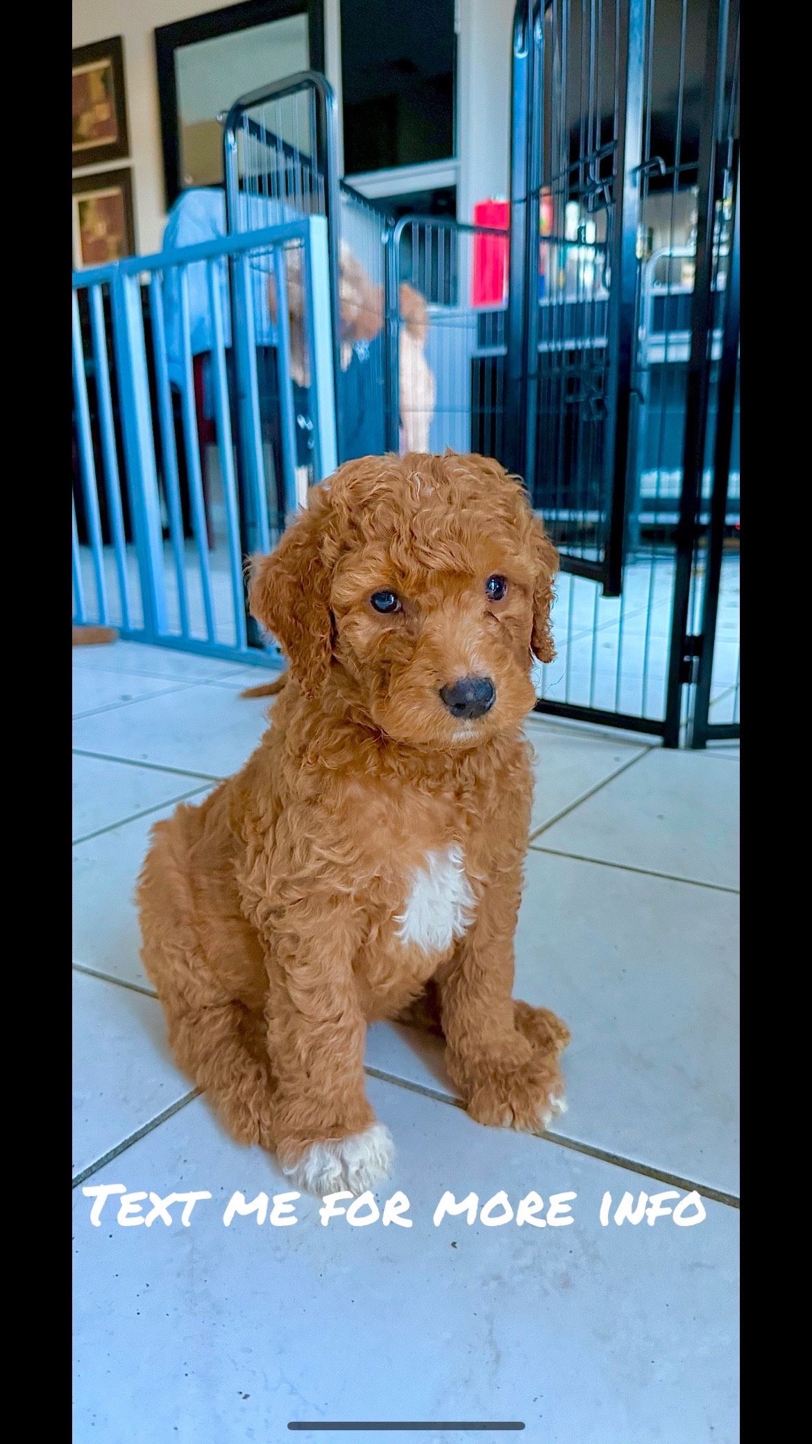Standard golden Doodles