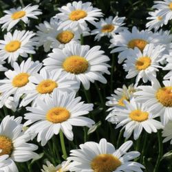 Free flower seeds and Irises