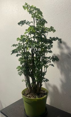 Ming Aralia plant