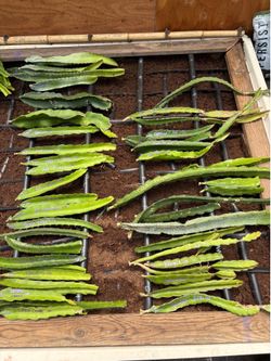More Dragon fruit rare Varieties made available