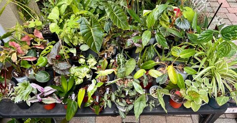Plants for SALE