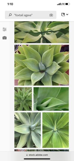 Foxtail Agave Plants