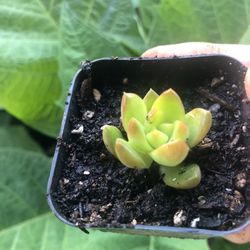 Succulent 