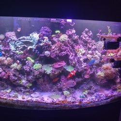 Saltwater Corals