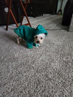 XS Xtra Small Doggie Hoodie Sweater