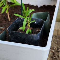 Narrowleaf Milkweed Small Plant