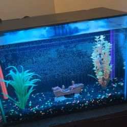 5 Gallon Fish Tank