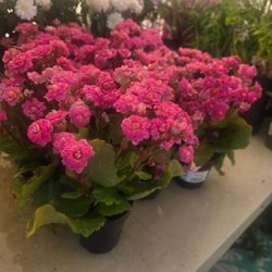 Pink Kalanchoe Flowering Plant in Pot