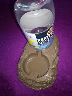 Lizards water dish