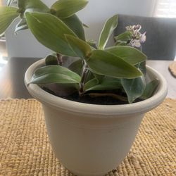 Plant for inside!   Please 