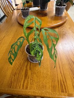 Monstera esqueleto