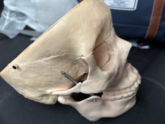 Anatomy Study Skull