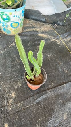 Starfish cactus
