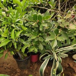 Various Fruit Trees