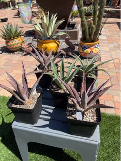 Mangave FRECKLES AND SPECKLES Succulent Plants