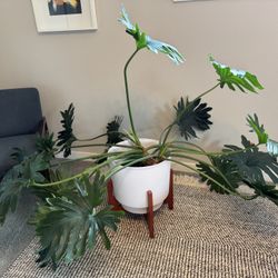 Philodendron bipinnatifidum (split leaf philodendron)