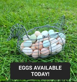 FARM FRESH EGGS