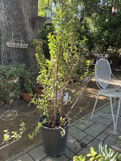 Jade/succulent plant