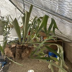 Hanging Staghorn Fern
