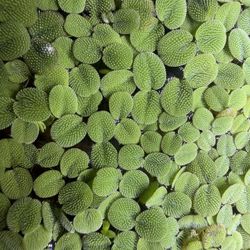 Salvinia Minima,  Floating Plant for Aquarium
