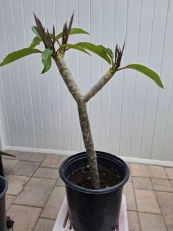 Plumeria Pink Flower Plant