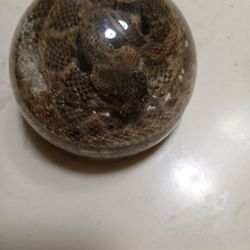 Real Rattlesnake in Resin Paper Weight 
