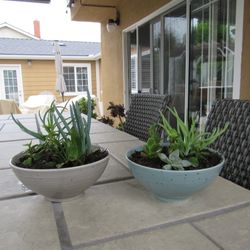 Set Of Sparkle Pots With Succulents 