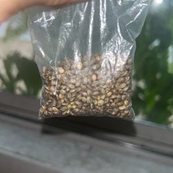 Weed Seeds