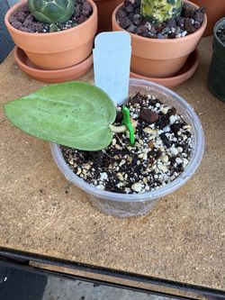 Hoya verticillata ‘Silver Heart’ 🤍