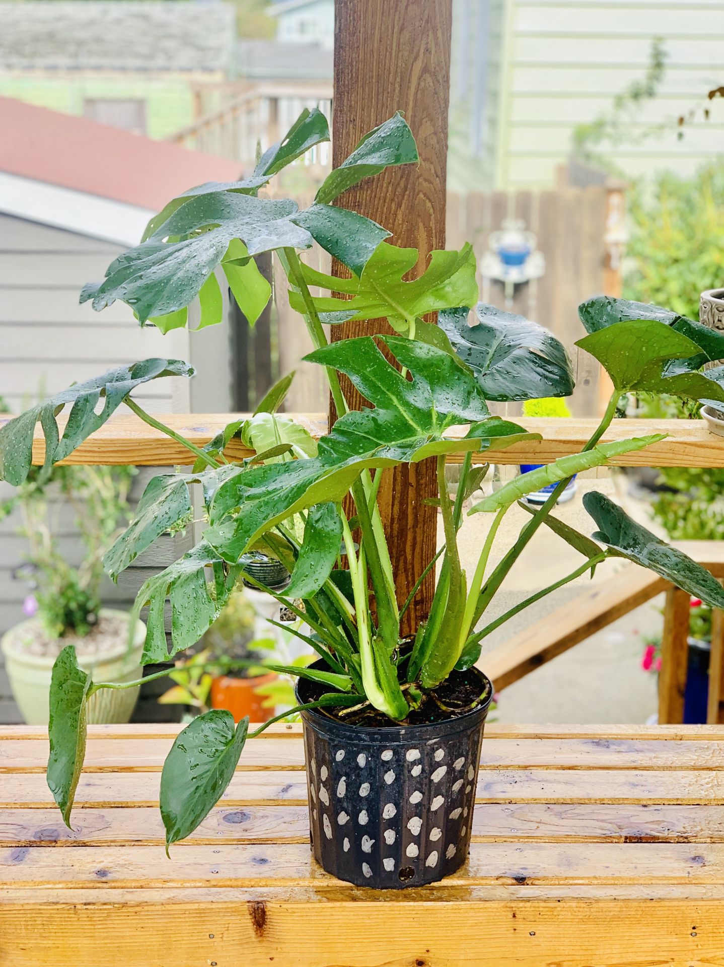 Live indoor Philodendron Monstera Deliciosa house plant in a temporary planter flower pot—firm price