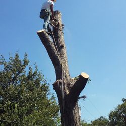 GOOD PRICES ON TREE 🌲