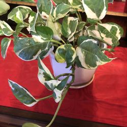 Pothos N Joy In White Ceramic Pot