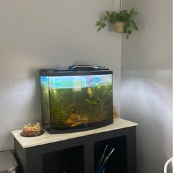 40 Gallon Panoramic (bow Front) Aquarium. 