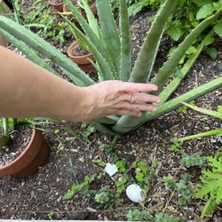 Aloe Plants