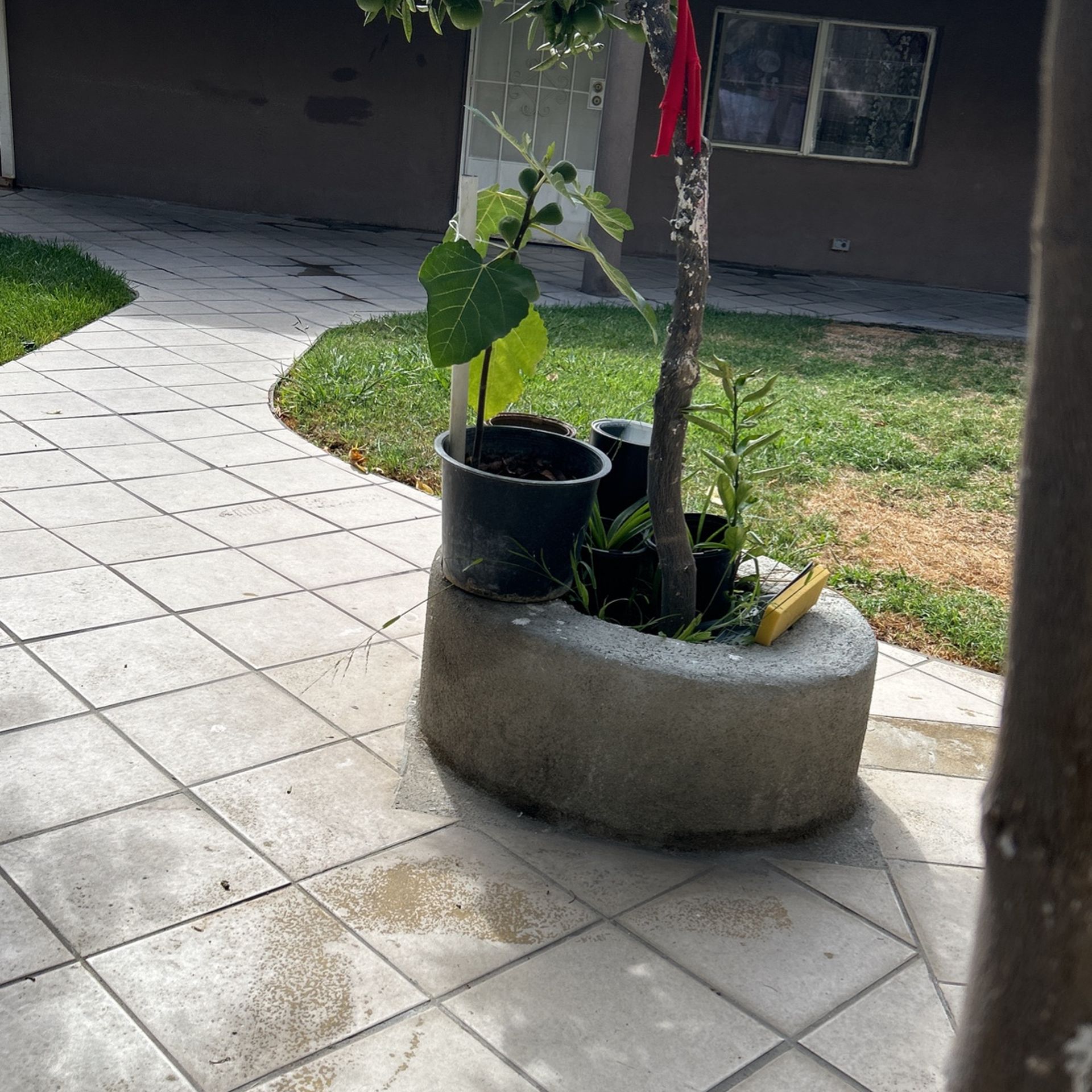 Árbol De Higo Negro