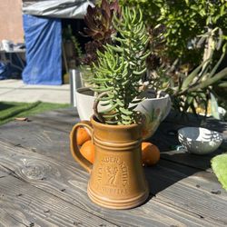 Succulent Real Plant 11” Tall 