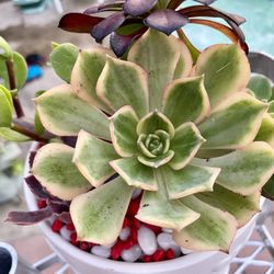 Beautiful ❤️Heart♥️ Planter!