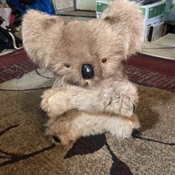 Stuff Koala bear.  Found Dead In Wild  