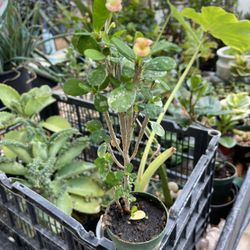 Crown Thorns Plants 🌱 