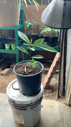 Planta de mamey