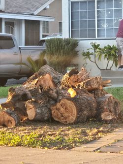 Walnut tree trunks