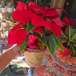 Poinsettia Plants $6 Each