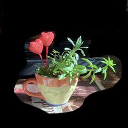 Live Variety of 4 Different Succulent Plants, In One Garden Arrangement, in Jumbo Size Decorative Soup Cup.  Approximately 5 inch diameter 