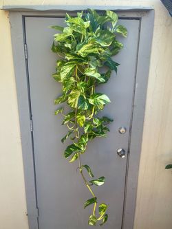 Pothos Patricio Trailing House Plant 6” Hanging Pot