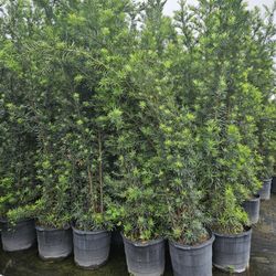podocarpus  over 8 feet tall Instant Privacy Hedge For Fence Green Full  arecas dame sizes 